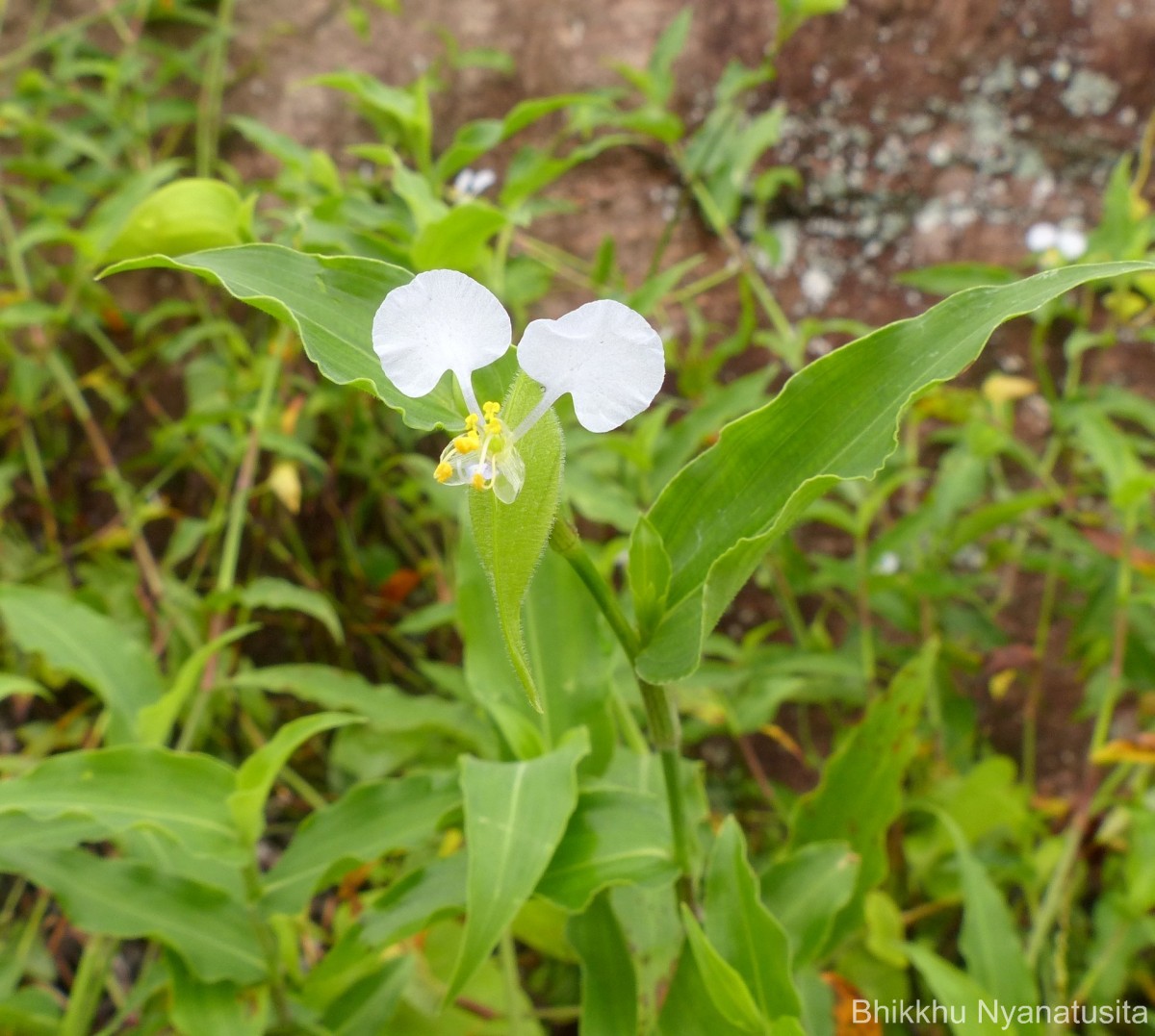 Commelina undulata R.Br.